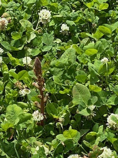 IMG_0335.jpg