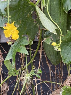 IMG_0466.jpg